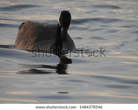 A beautiful goose breaks through the gentle waves of the shoreline, seeking out a meal.