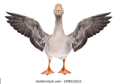 Beautiful goose stands with wings spread isolated on a white background