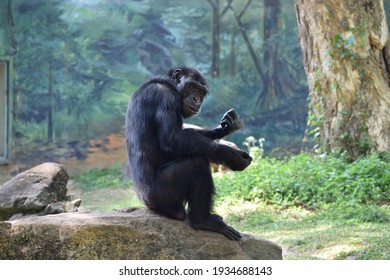 Beautiful gorilla on the stone of forest, young chimpanzee gorilla is looking at me, very beautiful  gorilla chimpanzee monkey is resting on the forest stone under the huge tree of jungle, monkey pet 