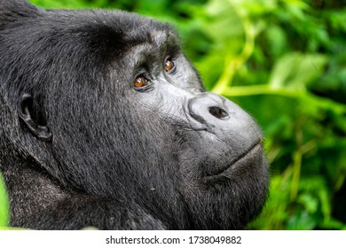 The Beautiful Gorillas Inside The Impenetrable Forest Of Bwindi In Uganda After A Trek Of Several Hours At 2000 Meters Above Sea Level.