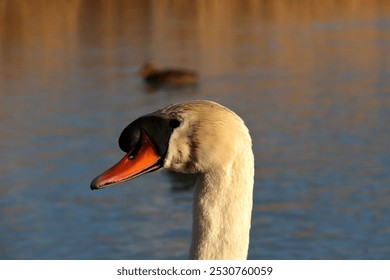 Beautiful and graceful swan close-up. - Powered by Shutterstock