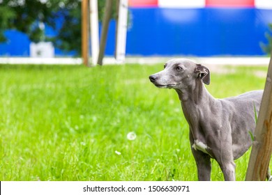 Grey Whippet Stock Photos Images Photography Shutterstock