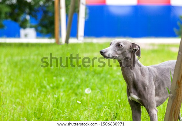 Beautiful Graceful Whippet Italian Greyhound Free Stock Photo