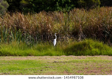 Similar – White stork in a field