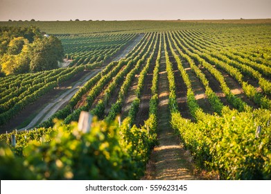  beautiful Grape field growing for wine yard summer