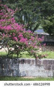 Beautiful Grape Myrtle