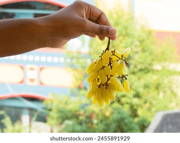 beautiful grapes bunch holding with hand - Powered by Shutterstock
