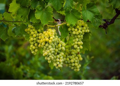 Beautiful grapes leaves in a vineyard, garden. white background, summer. sunny day. green grapes unripe, metal, copy space. - Powered by Shutterstock