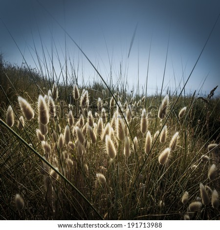 Similar – Image, Stock Photo western beach