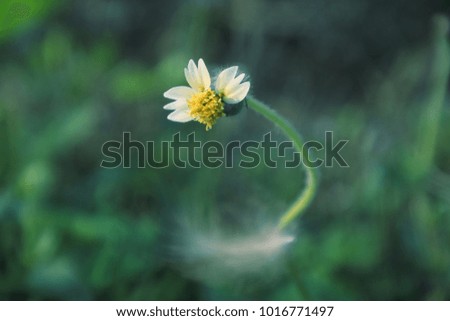 Similar – a little flower Nature