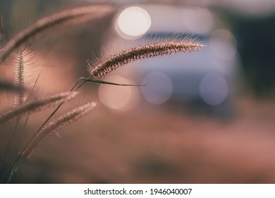 Beautiful grass flower in the field with sunset, Nature soft light, blur filter and vintage tone, Roadside background with car, Selective focus.