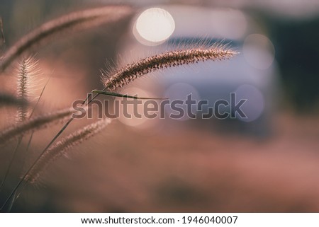 Similar – Image, Stock Photo autumn morning Environment