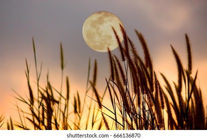 Beautiful Grass Flower With Full Moon On The Sky.