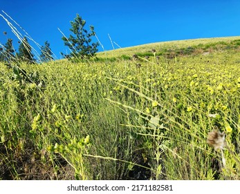 Beautiful Grass And Flowers, Kelowna, Okanagan, British Columbia