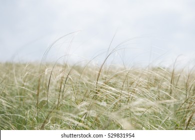 11,915 Waving grasses Images, Stock Photos & Vectors | Shutterstock