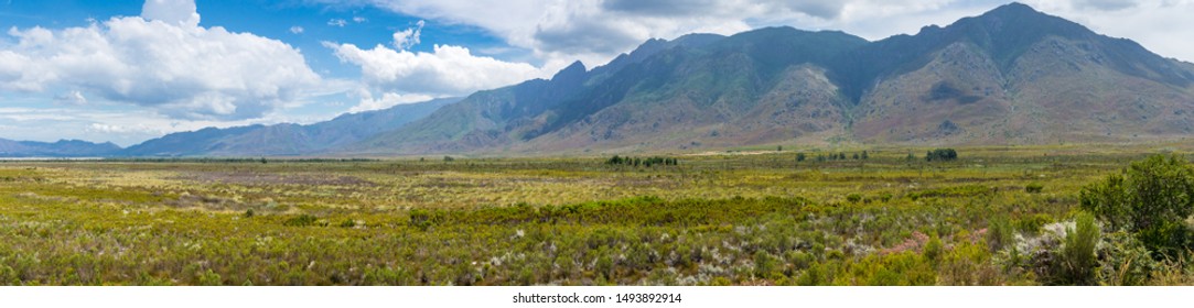 Beautiful Grassland Savannah Long Panorama Landscape With Green Grass And Mountains On The Background. Western Cape, South Africa