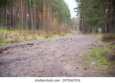 Beautiful Gravel Dust Road In Europe. Muddy, Tough Terrain For An Extreme 4WD 4x4 Vehicle. Forest Landscape. Nature