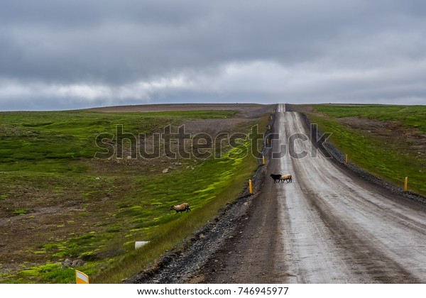 Beautiful gravel road with sheeps on the way\
to the village of Husavik, north of\
Iceland.