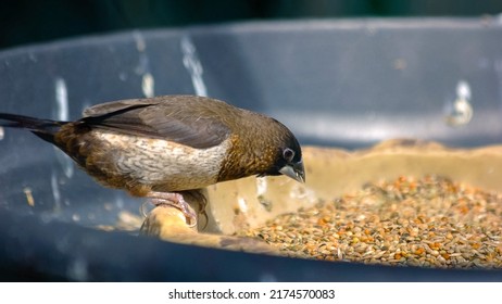 10,022 Bird eating grains Images, Stock Photos & Vectors | Shutterstock