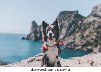 beautiful gray border collie dog in a red bandana on a background of mountains and blue sea - Powered by Shutterstock