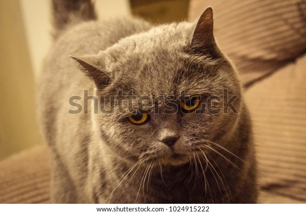 Beautiful Gray Cat British Shorthaired Breed Stock Photo Edit Now