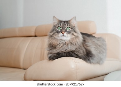 Beautiful Gray Cat Indoors. Fluffy Cat With Big Green Eyes Lying, Resting On Couch And Looking Away. Furry Thoroughbred Pet With Surprised Expression On Face. Animal Theme.
