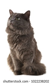 411,004 White grey cat Images, Stock Photos & Vectors | Shutterstock