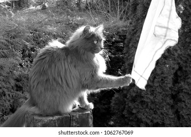 Beautiful Gray Cat Plays With The Hanky