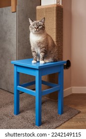 a beautiful gray cat sits on a blue stool behind him a tall scratching post. cute pet