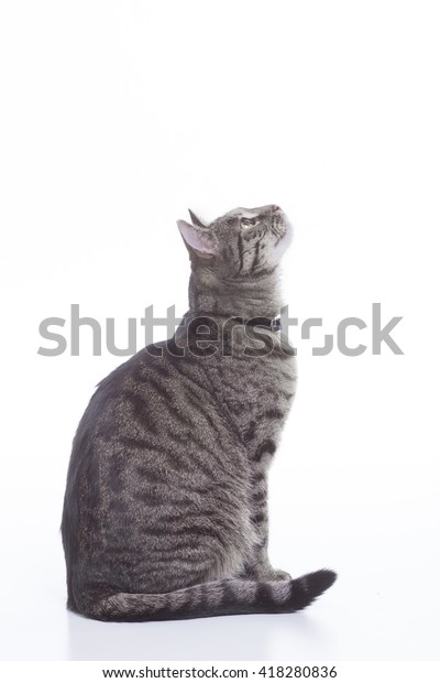 Beautiful Gray Cat Sitting Looking Behind Stock Photo Edit Now