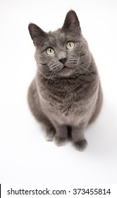 Beautiful Gray Cat Sitting on White Background Looking Up at Camera