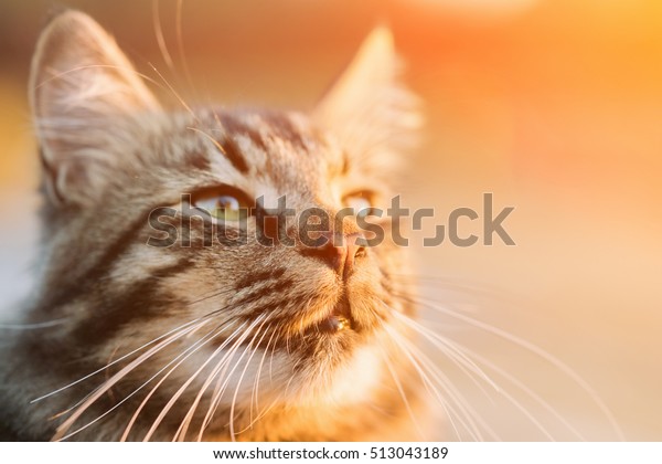 Beautiful Gray Cat Sunlight Stock Photo 513043189 Shutterstock