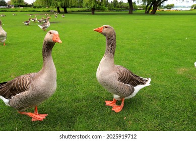 Beautiful Gray Duck, Perigord Geese Walk On Green Lawn In Summer On Goose Farm. Goose Meat, French Foie Gras Delicacy, Poultry In Village. Waterfowl Hunting