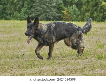 beautiful gray German Shepherd dog in a meadow in Sweden countryside on a sunny day - Powered by Shutterstock