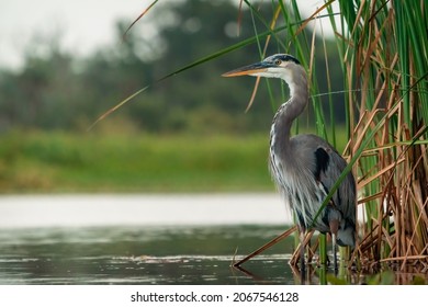 A beautiful gray heron bird perched near a lake - Powered by Shutterstock