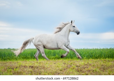 White Horse Runs Gallop Green Field Stock Photo 762639814 | Shutterstock