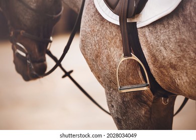 A beautiful gray horse is wearing a black leather saddle, a white saddlecloth, a bridle and a stirrup. Equestrian sports and sports ammunition.