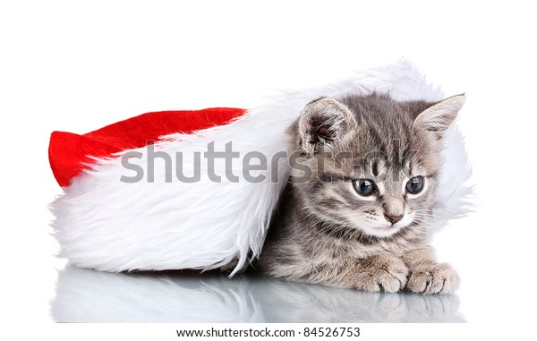 kitten christmas hat