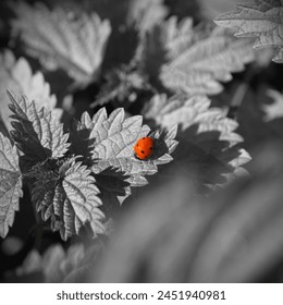 Beautiful gray nature and color element, red ladybug on grey leaves, red beetle and black and white plants, outside