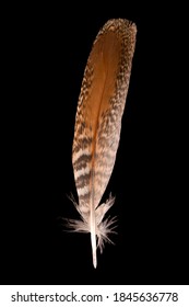 Beautiful Gray Partridge (Perdix Perdix), Feathers Close Up On A Black Background 