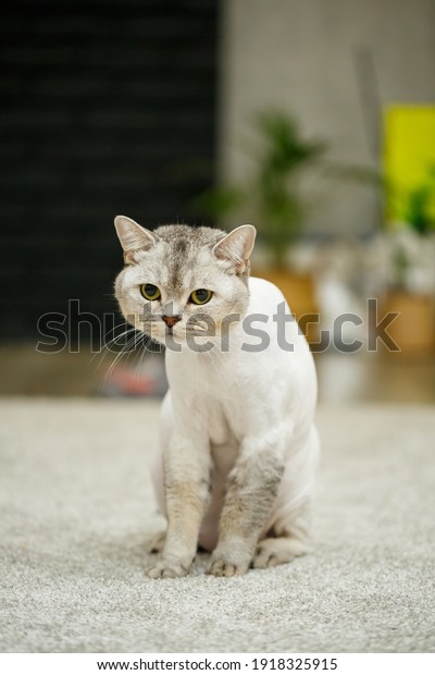 Beautiful gray scottish fold cat. Haircut cat\
with shaved hair on the body, pet\
haircut