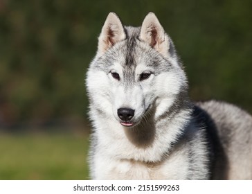 Beautiful gray siberian husky puppy in the park