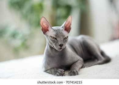 A beautiful gray sphinx cat sitting on a white background. Cat gracefully lies on the bed against the background of indoor plants
 - Powered by Shutterstock