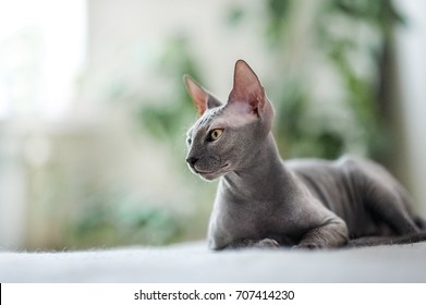 A beautiful gray sphinx cat sitting on a white background. Cat gracefully lies on the bed against the background of indoor plants
 