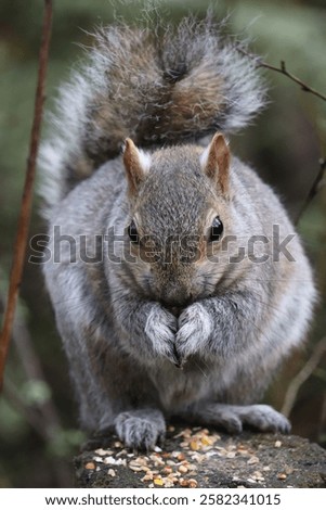 Similar – Image, Stock Photo Beautiful gray squirrel eats nut on tree in winter