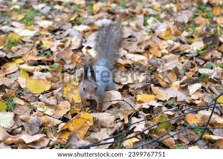 A beautiful gray squirrel jumps on autumn fallen leaves. Full-length portrait. A wild animal in nature.