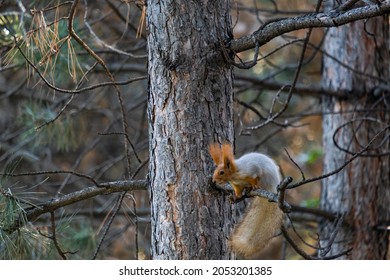 61,541 Squirrel On The Branch Images, Stock Photos & Vectors | Shutterstock