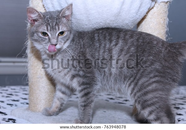 gray striped tabby