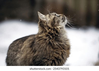 beautiful gray tabby cat. fluffy cat. head of a cat close up. domestic or wandering animal on the street. space for text. spring season. winter, it's snowing. young cat looks at falling snowflakes - Powered by Shutterstock