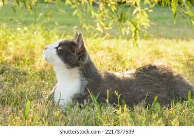 Beautiful Gray And White Cat In Grass In The Shade Of A Willow Tree, Looking Up; Back Lit By Late Afternoon Sun